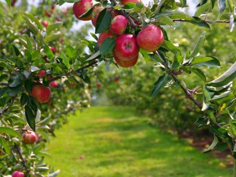 Nem lehet tovább halogatni: itt az almafelvásárlások szerződéskötési határideje