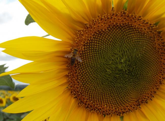 Így előzzük meg a méhmérgezéseket! 