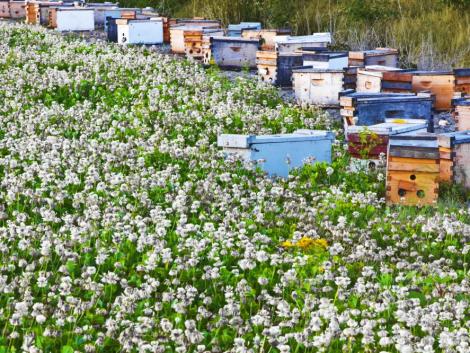 Nyári méhlegelőket alakítottak ki Bajorországban