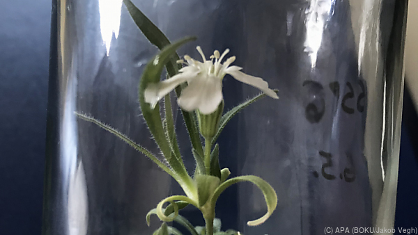 Silene stenophylla