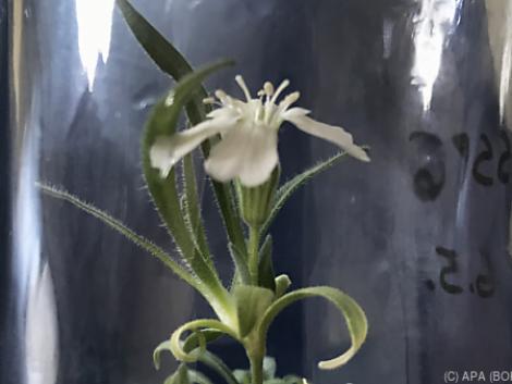 Bécsi kutatók 32 ezer év után keltettek életre egy virágot