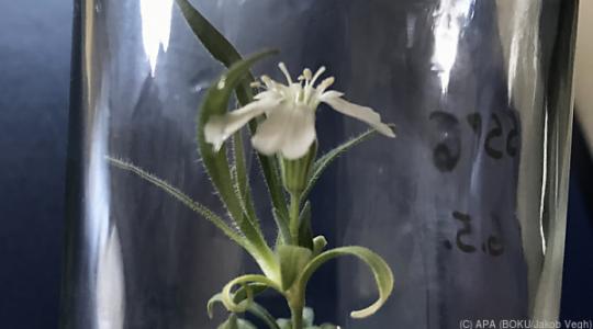 Bécsi kutatók 32 ezer év után keltettek életre egy virágot