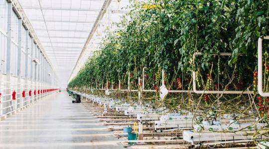 Elindult a kertészeti üzemek korszerűsítése pályázati felhívás társadalmi egyeztetése