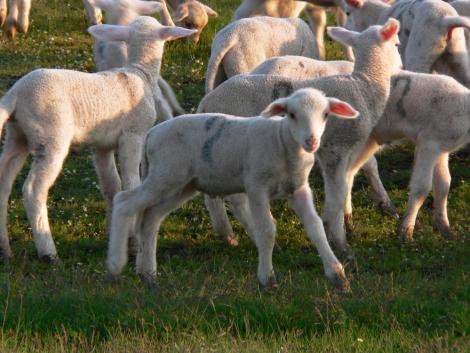 2020-as csúcson az európai bárányárak