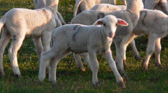 2020-as csúcson az európai bárányárak