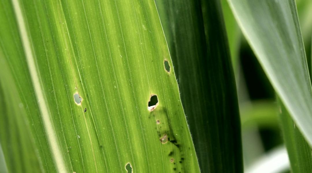 Növényvédelmi előrejelzés: A kukoricamoly-lárvák egyre beljebb rágják magukat!