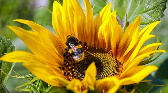 A vadon élő méhek eltűnése jelentené az egészséges élelmiszer-előállítás végét