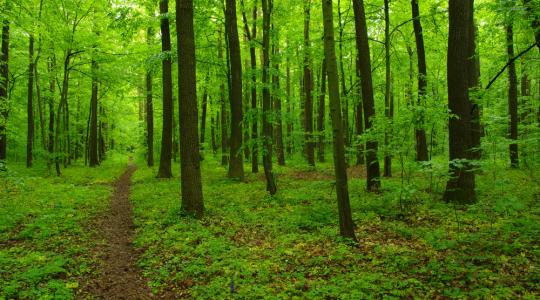 Rövid időn belül a magán-erdőgazdálkodás szervezetrendszerének jelentős átrajzolódása várható
