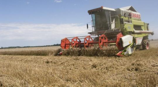 A tavaszi szárazság ellenére rekord búzatermést takaríthatnak be a lengyel gazdák