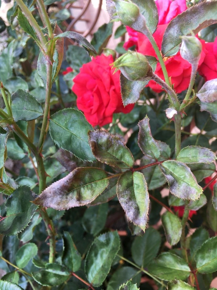 rózsa lisztharmat