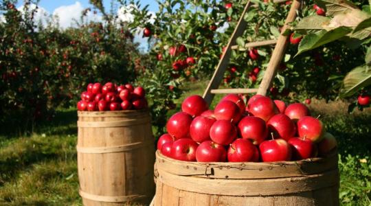 Új rothadást okozó kórokozó pusztít az Egyesült Államok almaültetvényeiben