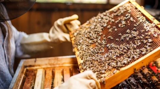 Jövedelempótló támogatást kapnak a méhészek