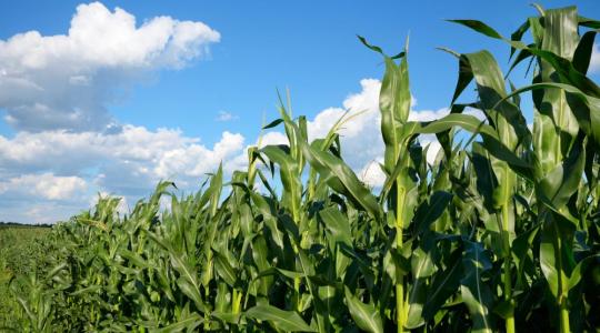 Az eső utáni meleg idő kedvez a kukorica fejlődésének