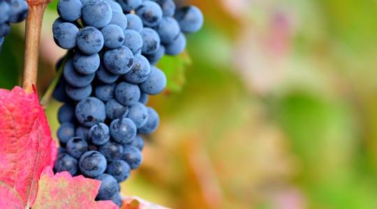 Hogyan védekeznek a szőlő gombabetegségei ellen a magyar gazdák? 