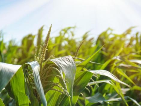 Három új csemegekukorica-fajtát mutatott be a Syngenta Három új csemegekukorica-fajtát mutatott be a Syngenta