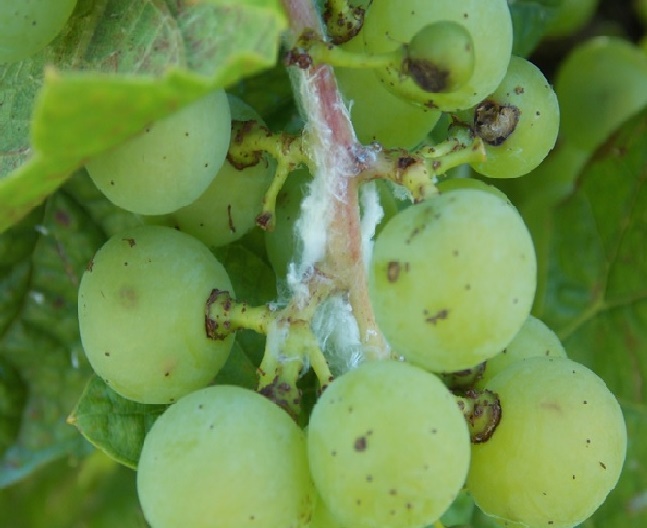 szőlő amerikai lepkekabóca