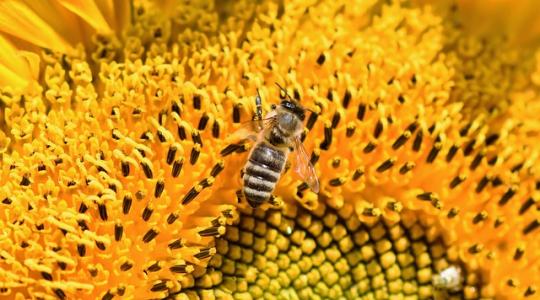 Ha méhpusztulást tapasztal, azonnal jelezze a Nébih Zöld Számán!
