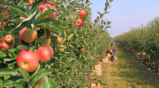 Elégedetlenek az idei almaterméssel a lengyel termelők