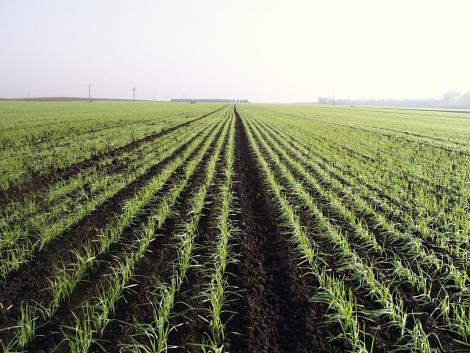 Újra kell gondolni a kalászosok őszi növényvédelmét