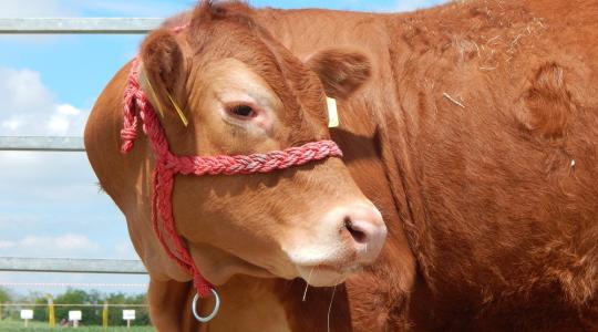 Betiltható a kakaskukorékolás és a tehénbőgés? 