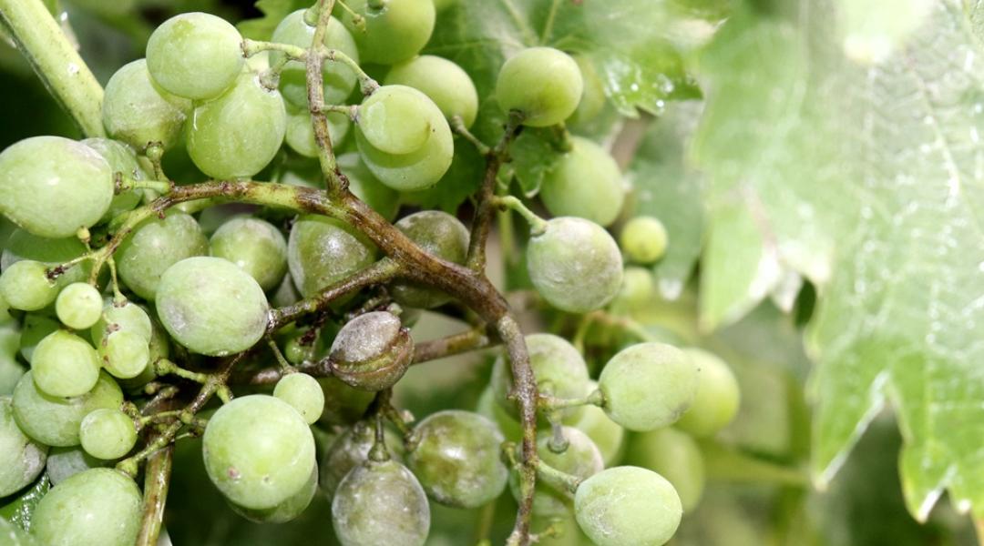 Növényvédelmi előrejelzés: Az ismétlődő esős ciklusok újabb fertőzési hullámokat indítanak el a szőlőben