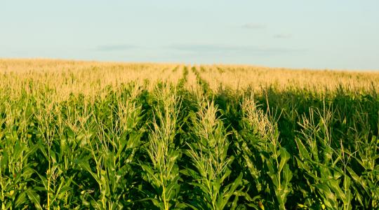 Extrém szárazság sújtja az USA legnagyobb kukoricatermesztő államait