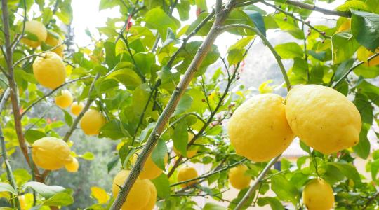 Fák együttműködése: hogyan védheti meg a tölgy a narancsot?