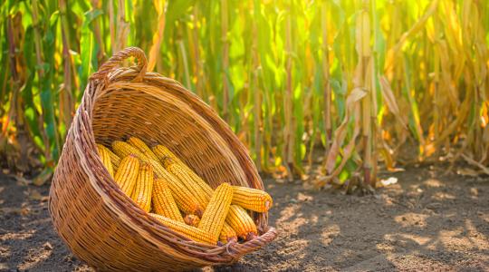 Az USA ebben az évben kukoricából és szójából rekordtermést vár