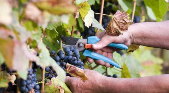 Jók a kilátások – hamarosan szüretelik a villányi borvidék jellegzetes kékszőlőfajtáit