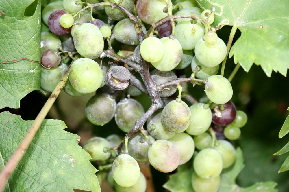 szőlő lisztharmat