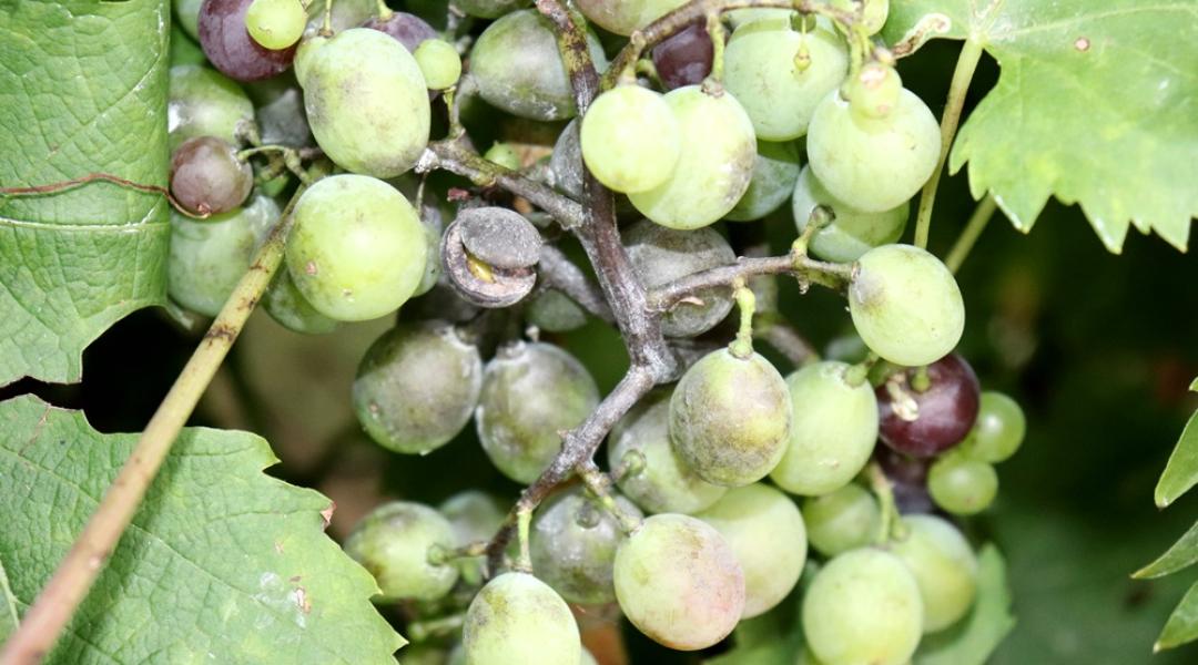 Növényvédelmi előrejelzés: A szőlőbetegségek okozhatnak még komoly gondot