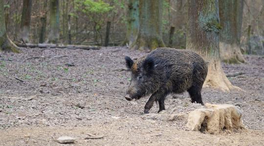 Változik a vadkárrendezés és a trófeabírálat