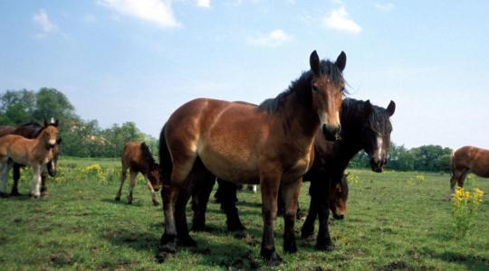 Az utóbbi öt évben folyamatosan emelkedett a hazai őshonos lófajták állománya 