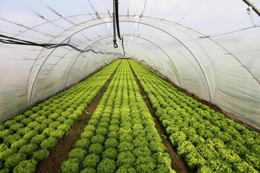 kertészeti üzem saláta