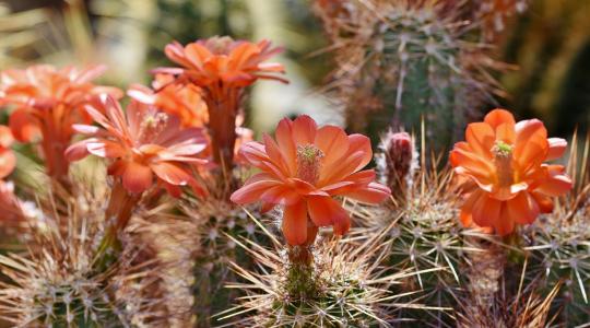 Olyan ritka, védett kaktuszokat árusítottak, amelyekből csak néhány tő létezik vagy amely több száz éves volt
