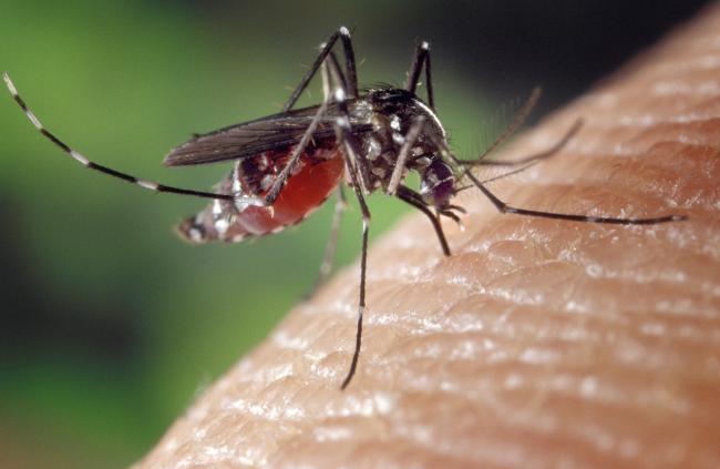 maláriaszúnyog