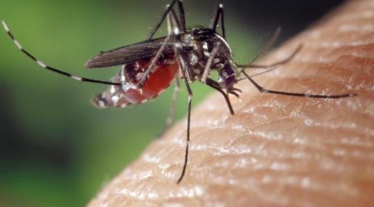 Két év sem kellett, máris rezisztens a legújabb rovarölő szerre a kameruni maláriaszúnyog