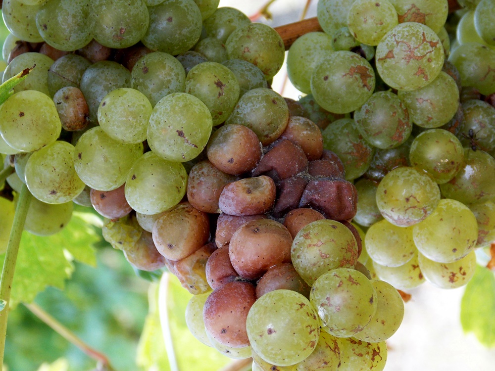 szürkepenész szőlőn
