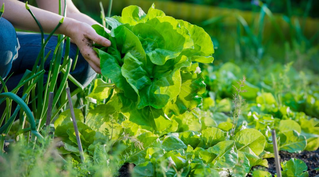 Mi okozza a rendellenes fejlődést a zöldségekben? 
