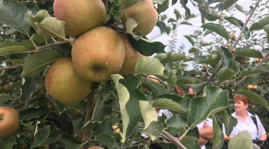 Összefogásban az erő! Komplex bemutató a jövedelmező almatermesztésért – VIDEÓ