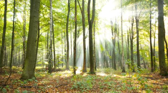 Elképesztő fásítás jön: több mint 17 ezer hektárnyi új erdőre adtak be kérelmet