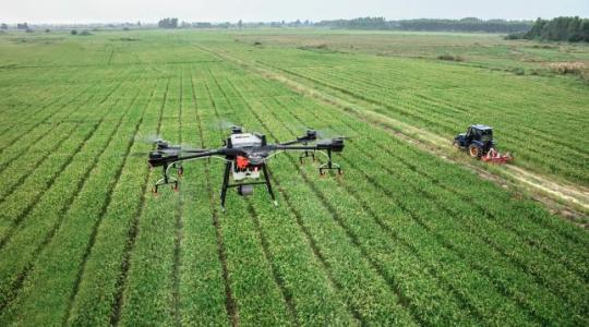 Drónok segíthetik a parlagfűvel borított területek vizsgálatát