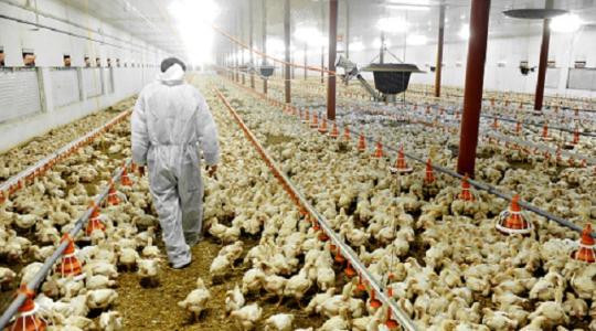 Több százezer csirkét kell levágni a koronavírus-járvány miatt Nagy-Britanniában