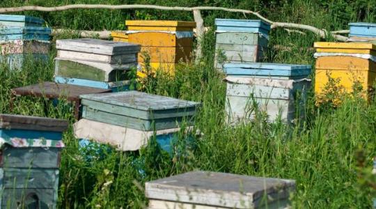 Nem lehetnek nyugodtak a méhészek: országszerte lopják a kaptárakat
