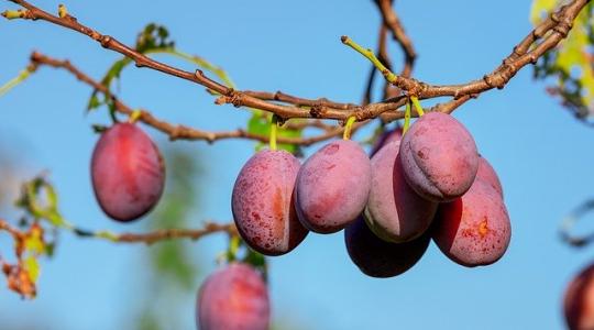 Tartsuk be a gyümölcs- és a szőlő-szaporítóanyagok kitermelési határnapját, a szabálytalanság jelentős bírsággal jár