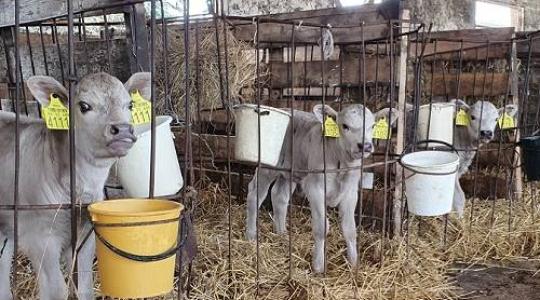 Egyedülálló siker: megszülettek az ország első „lombikborjai”