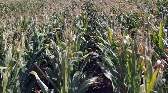 Szép kukoricacsövek, nagy terméspotenciál – kompromisszumok nélkül