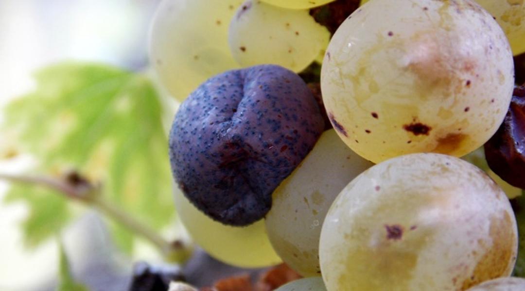 Növényvédelmi előrejelzés: Segítsünk a szőlőnek, diónak, repcének, amíg lehet