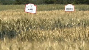 Kiemelkedő termésátlagok és kiváló ellenállóképesség a Marton Genetics gabonáiban