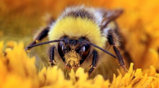 Betanított méhekkel sikerült növelni a napraforgótermést